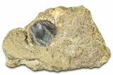 Fossil Triceratops Shed Tooth in Sandstone - Wyoming #379874-1